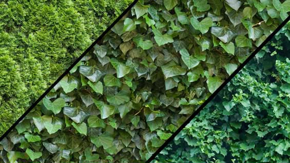 hedge_texture hedge_texture